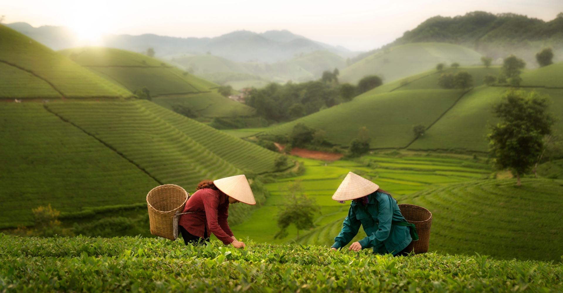 Home Agriculture