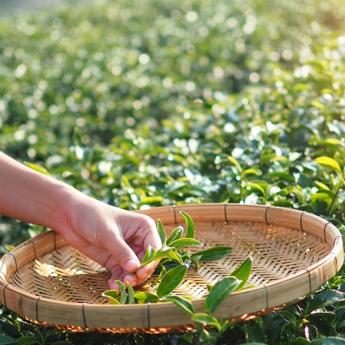 Home Agriculture